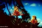 Wunder der Natur